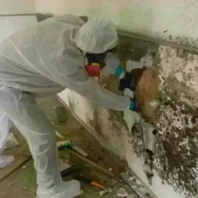 Mold Remediation and Removal in Billings County, ND